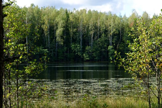 Green forest and its reflection in water