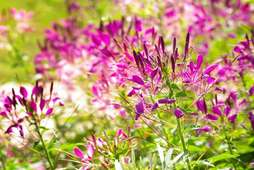 Violet flower in garden, Thailand