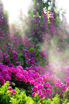 Nice orchid with mist in the garden