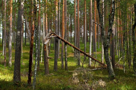 One tree broken by strong winds in the forest 