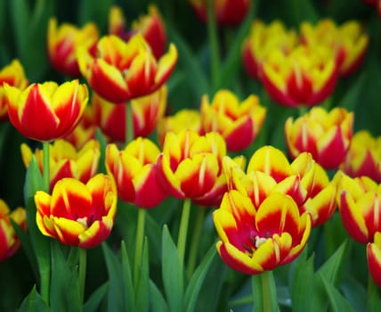 Tulip flower in the garden