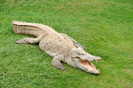 rocodile with open mouth at side of water on grass.