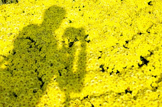 Photographer shadow on Yellow flower, Dendranthemum grandifflora