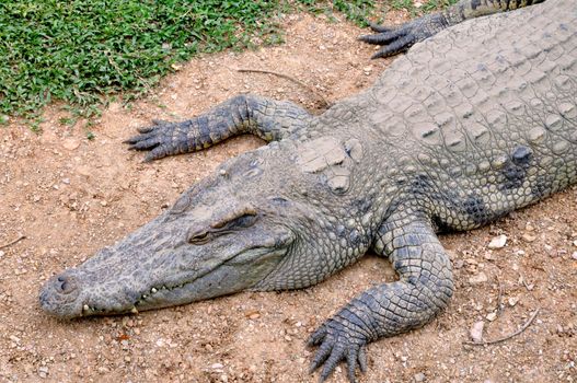 Alligator or crocodile resting in the sand