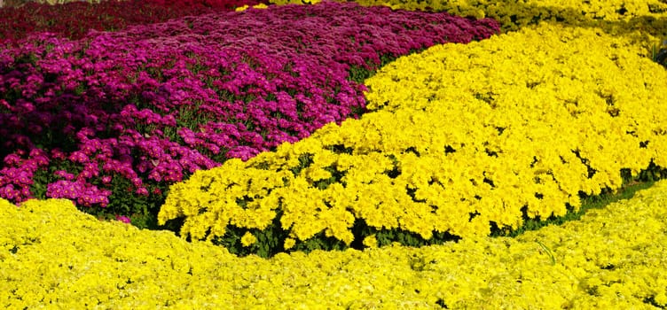 Yellow flower, Dendranthemum grandifflora