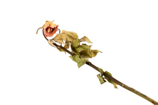 a dry rose on white background
