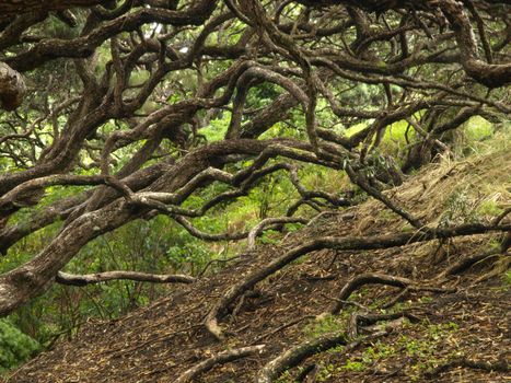 Many branch of an old tree in New Zealand