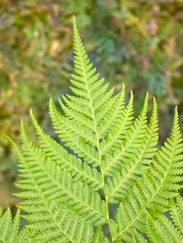 Close-up of fern leaf on natural background