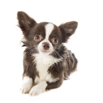 portrait of a cute purebred  chihuahua in front of white background