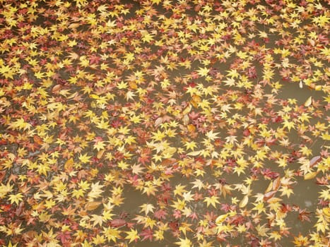 Colored maple leaves floating on the pond in autumn