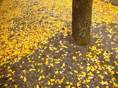 Ginko leaves turn to yellow and fall on the ground in autumn