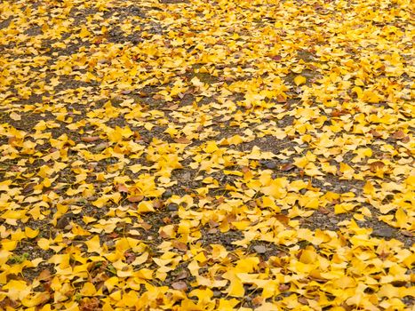 Ginko Leaves on the ground in autumn