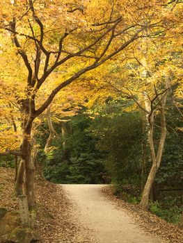 pathway in autumn