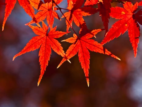 Red maple leaves in autumn