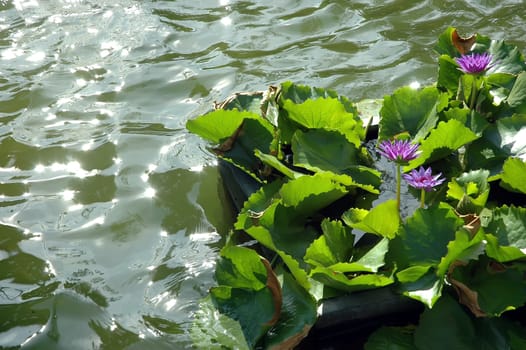 Lotus central pool with sun evening