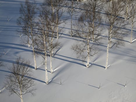 Lonely trees stand on the snow field of Hokkaido in winter