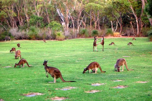 Fighting kangaroos in the park, Western Australia