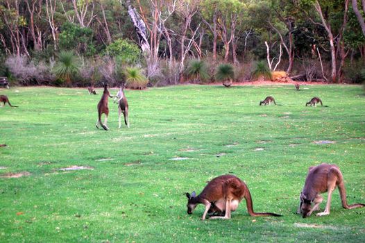 Fighting kangaroos in the park, Western Australia