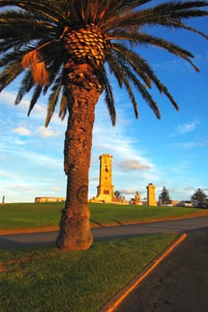 Palm at the park near war memorial, Fremantle, Western Australia