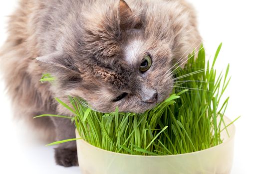 A pet cat eating fresh grass, on a white background.