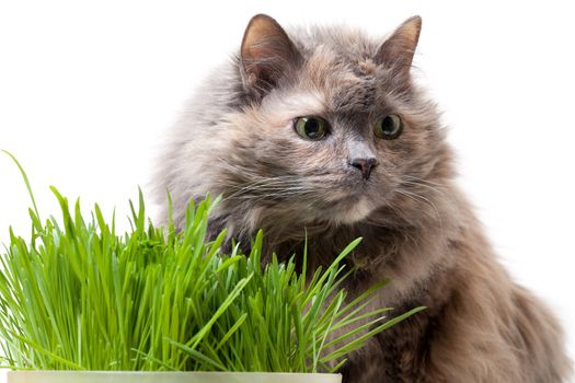 A pet cat eating fresh grass, on a white background.