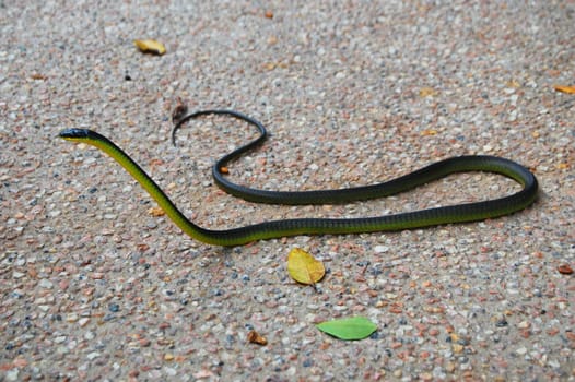 Green snake in tropical Queensland, Australia