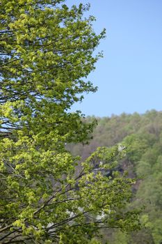 Fresh green leaves on a tree in springtime with a background of forested hills