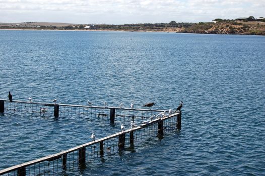 Birds at town pier, South Australia