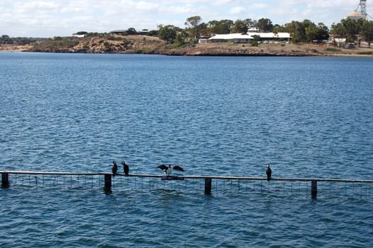 Birds at town pier, South Australia