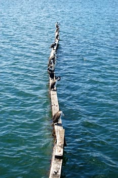 Birds at town pier, South Australia