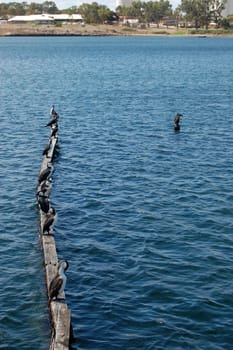 Birds at town pier, South Australia