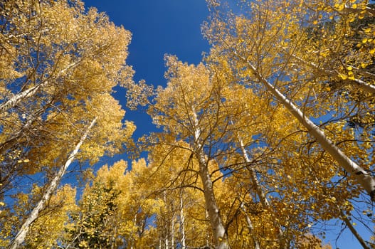 Aspen Trees with Blue Sky