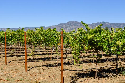 Napa Vineyard