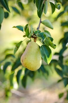 Pear hanging from a branch