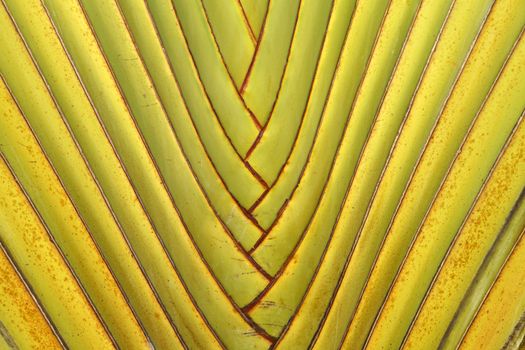 Details of leaf stalk of traveler palm