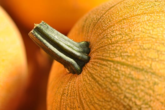 Pumpkin Close Up