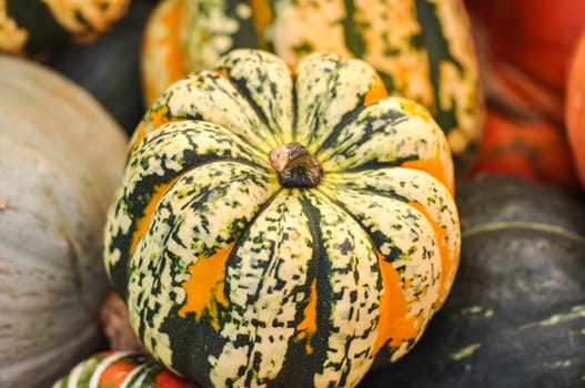 Pumpkins and Gourds
