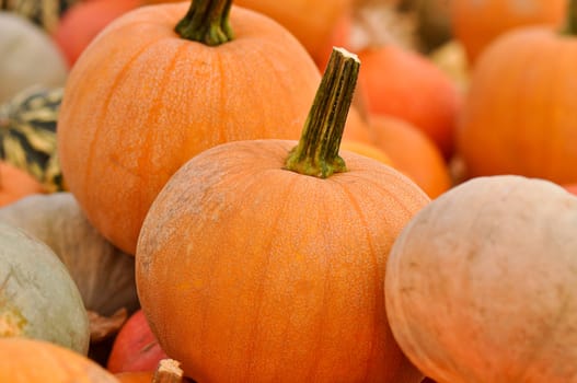 Pumpkins for Sale