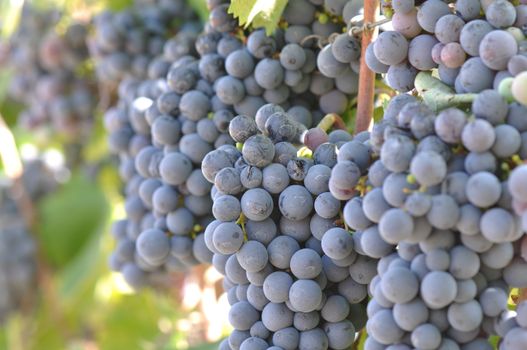 Red Grapes on the Vine