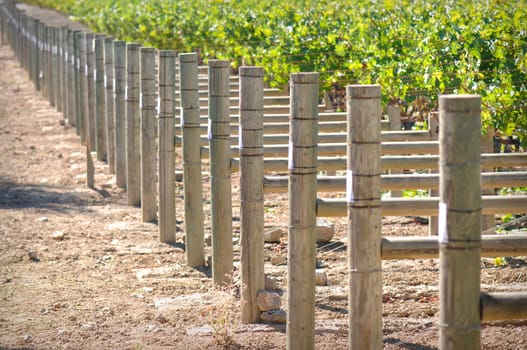 Rows of Grapes on the Vine