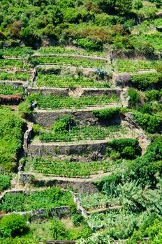 Tuscany Vineyard
