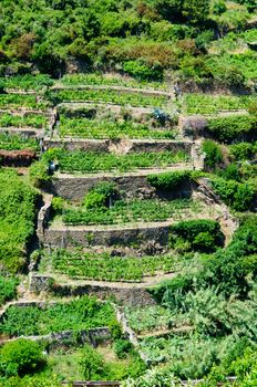 Tuscany Vineyard