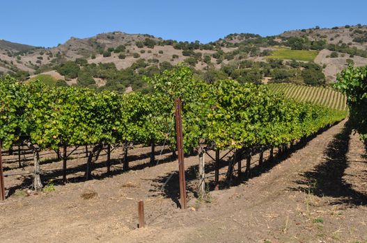 Vineyard