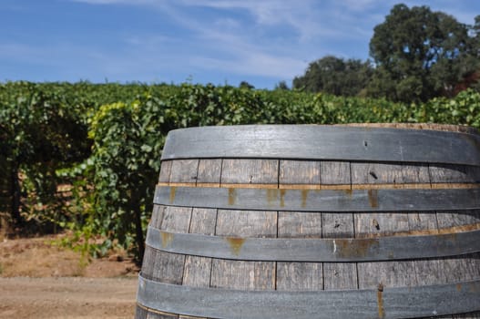 Wine Barrel and Vineyard