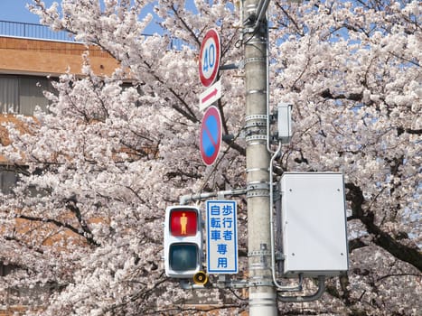 Pedestrian traffic light and other sign post in cherry blossom season in Japan