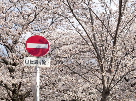 A Japanese No Entry Sign Post with a red circle and white bar on a metal post against the full bloom of Cherry blossom season.