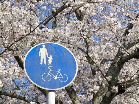 Japanese Sign post of family and bicycle in Cherry Blossom season.