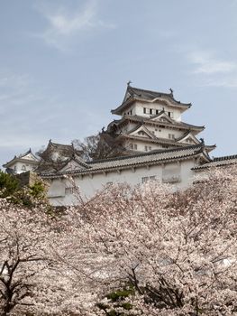 Cherry blossom in spring at Himeji Castle, himeji city, japan