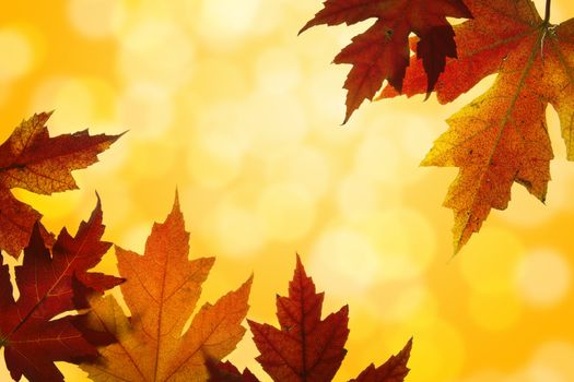 Autumn Maple Leaves Changing Fall Colors Backlit with Blurred Sunlight Background 