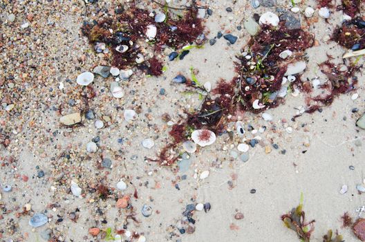 Cockleshells on sandy to seacoast, a close up